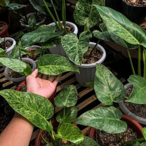 Philodendron Giganteum marble Variegated