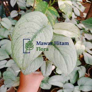 5 plants Scindapsus Silver Hero