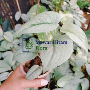 5 plants Scindapsus Silver Hero