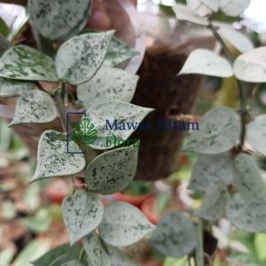 Hoya Krohniana/Lacunosa Silver