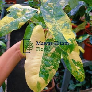 Philodendron Burlemarx Variegated Plant