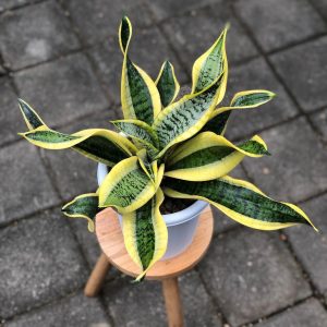 Sansivieria Twister Plant