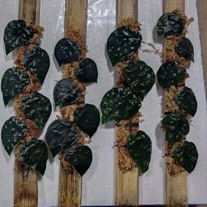 Scindapsus Black Mamba Plant