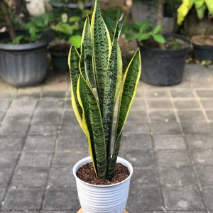 Sansevieria Lidah Mertua Plant