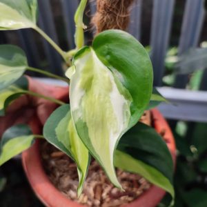 philodendron Gaby Plant