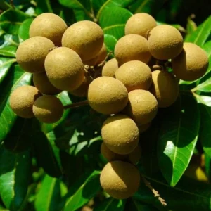 Longan Fruit Tree Living Plant Plant free Phytosanitary Certificate