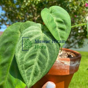 Syngonium Macrophyllum Ice Frost – Frosted Heart