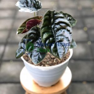 Alocasia Cuprea Life Plants