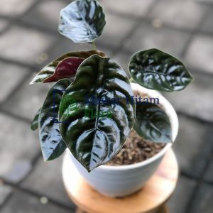 Alocasia Cuprea Life Plants