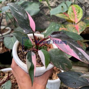 Philodendron Pink Princess marble, Philodendron Erubescens