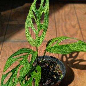 Monstera Adansonii Variegated Plant