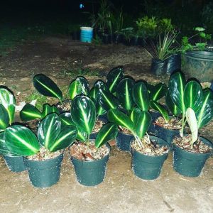 Scindapsus Neon Strip/Mata Kucing Plant